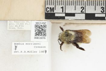 Media type: image;   Entomology 813076 Aspect: labels